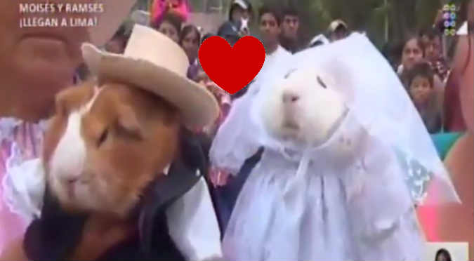 Viral: Casaban a cuyes en Cajamarca y este fue el desenlace (VIDEO)