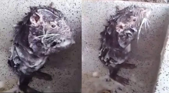 ¿Viste el viral de la rata bañándose? Esta es la cruel verdad (VIDEO)