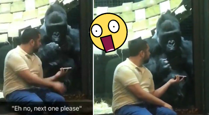 Twitter: Esta es la reacción de un gorila cuando ve fotos desde un celular