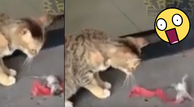 Facebook: Insólito escape de ratón deja sorprendido a gato (VIDEO)
