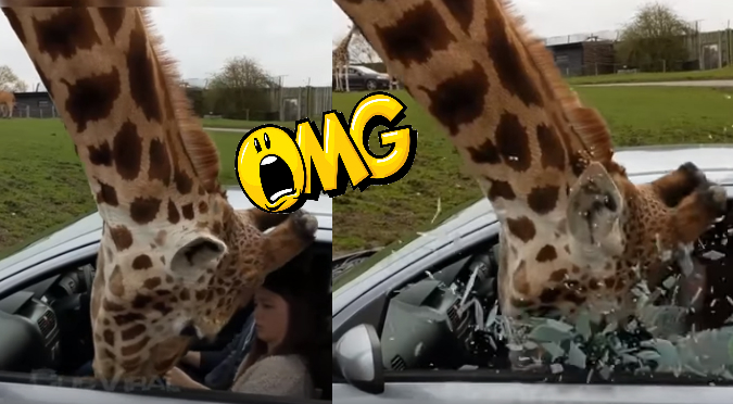 YouTube: Reacción de mujer ante presencia de jirafa se vuelve viral