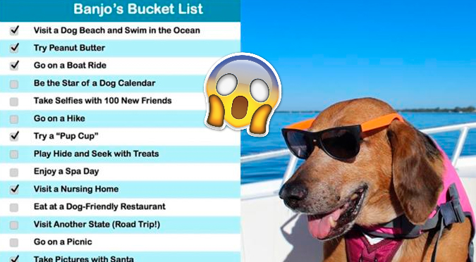 Facebook: Mascota está cumpliendo lista de deseos antes de morir (FOTOS)