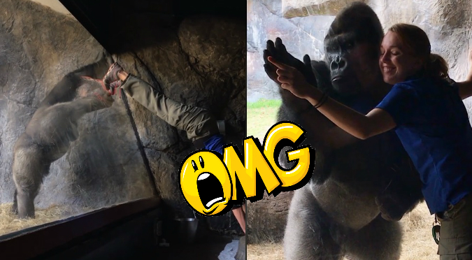 Viral: Gorila imita a su entrenadora a través de un vidrio (VIDEO)