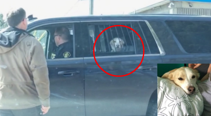 Twitter: Expresión de perro arrestado se vuelve viral (FOTO)