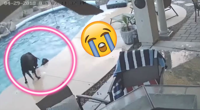 Video de perro rescatando a su amigo que estaba ahogándose conmociona a todos