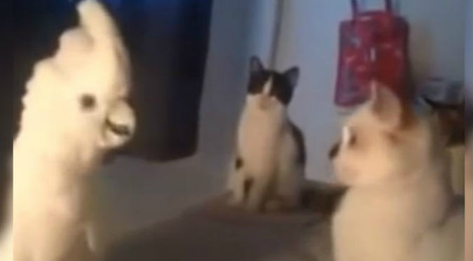 Cacatúa maulla junto a gatos y todos quedan sorprendidos (VIDEO)