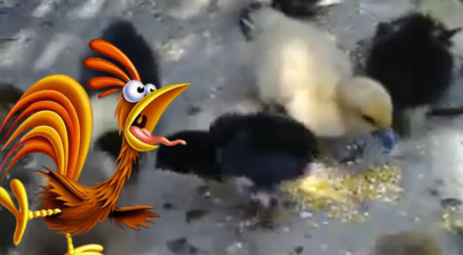 YouTube: Patitos y pollitos se pelean y todo se descontrola (VIDEO)
