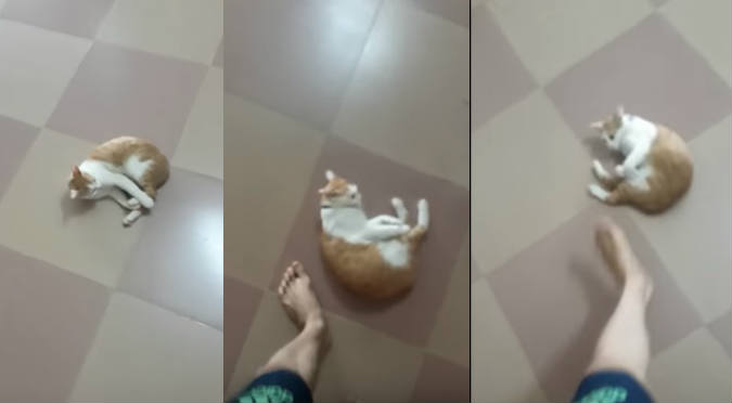 Gato con complejo de pelota se vuelve viral en redes sociales (VIDEO)