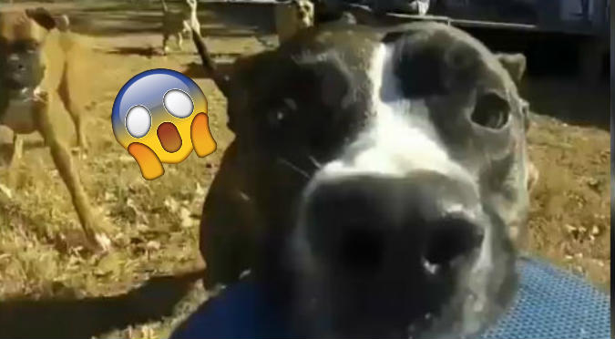 Facebook: Perrito se graba mientras 'roba' una cámara (VIDEO)