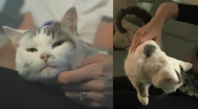 YouTube: Gato salvó la vida de su dueña (VIDEO)