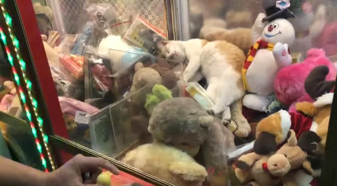 Gato que duerme en máquina de peluches se vuelve viral (VIDEO)