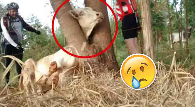 Ciclistas rescatan a vaca que quedó atrapada en árbol (VIDEO)