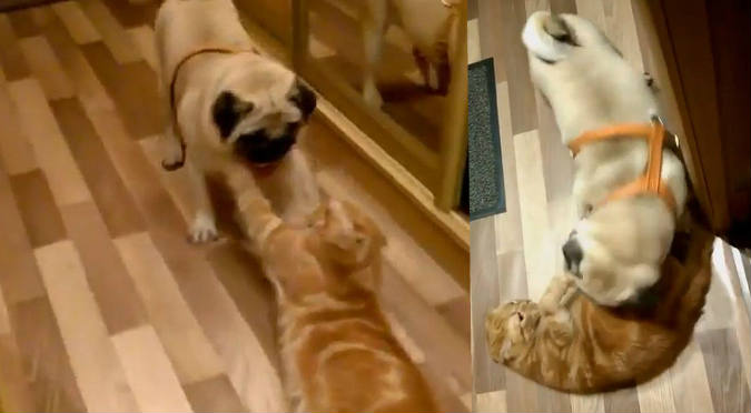 Gato es secuestrado por su perro-hermano y se vuelve viral (VIDEO)