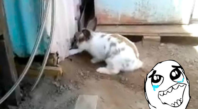 YouTube:Conejo rescata a gata en dos minutos (VIDEO)
