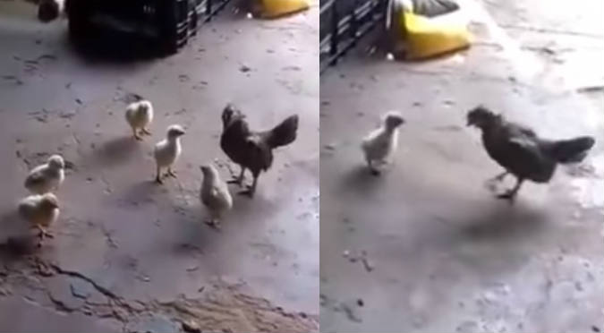 Pollitos se enfrentan a gallo abusivo y le dan la lección de su vida (VIDEO)