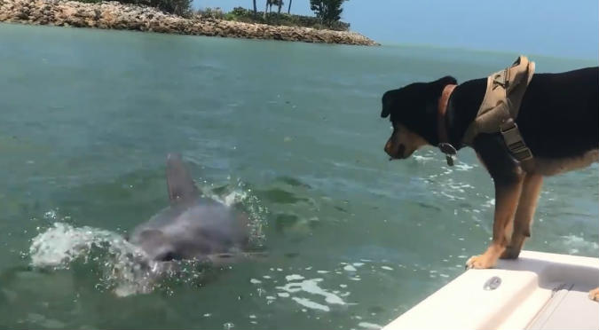 Perro conoce a delfín por primera vez y su reacción se vuelve viral (VIDEO)