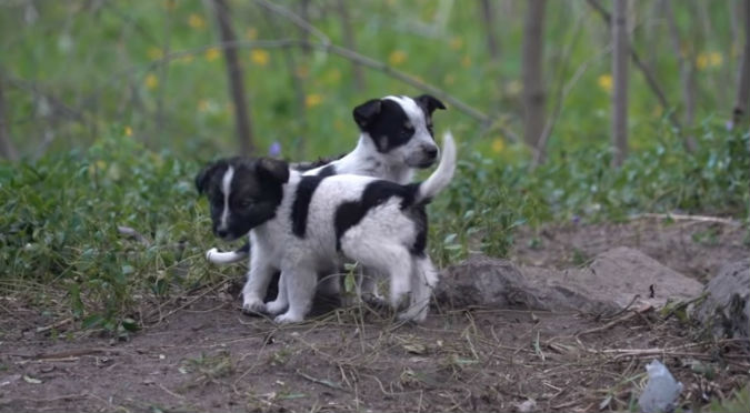 Chernóbil: Podrías morir si te cruzas con estos cachorros (VIDEO)