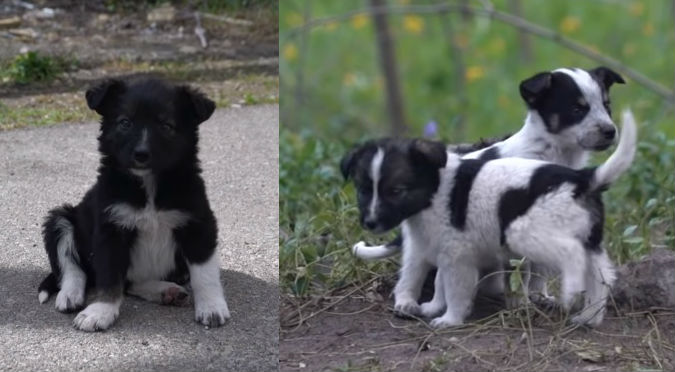 Chernóbil: Podrías morir si te cruzas con estos cachorros (VIDEO)