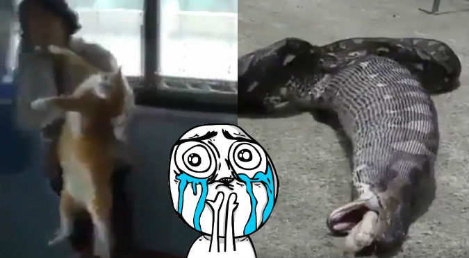 Hombres obligaron a boa vomitar gato que había tragado (VIDEO)
