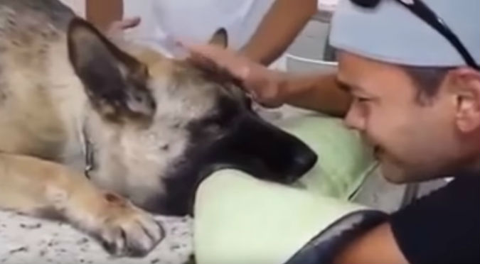 Hombre se despide de su perra con cáncer terminal y conmueve al mundo (VIDEO)