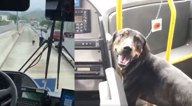 Chofer de bus salva a perrito de ser atropellado (VIDEO)
