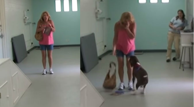 Perro cuadraplégico logra caminar y reacción de su dueña se vuelve viral (VIDEO)