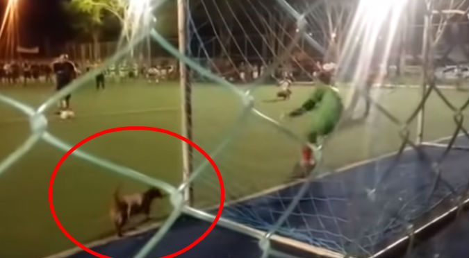 Perro salchicha 'atajó' penal y salvó a arquero (VIDEO)