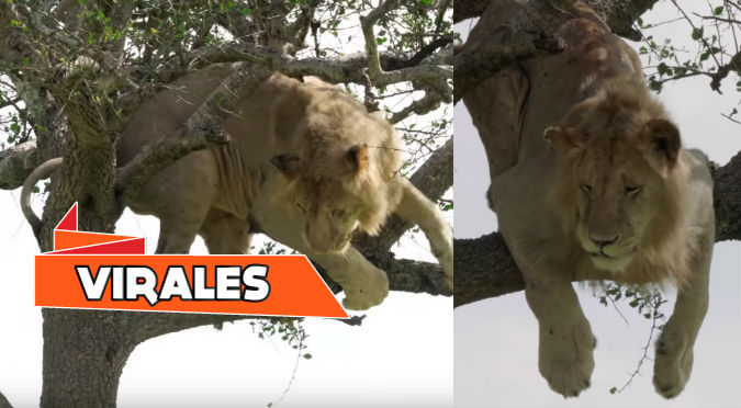 Temeroso león no puede bajar de un árbol y se vuelve viral