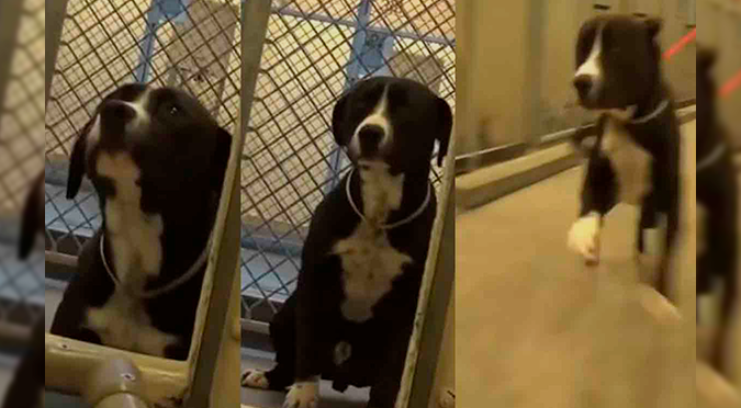 Mira la tierna reacción de este perrito al darse cuenta que fue adoptado | VIDEO