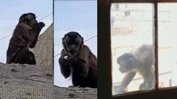 Callao: vecinos exigen captura de mono que roba celulares | VIDEO