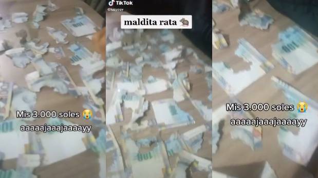 Joven llora al descubrir que rata se comió sus 3 mil soles que tenía escondido | VIDEO