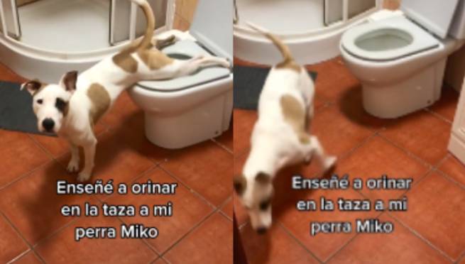 ¿Cómo lo hizo?: joven enseñó a su perrita a orinar en el inodoro y se volvió viral | VIDEO