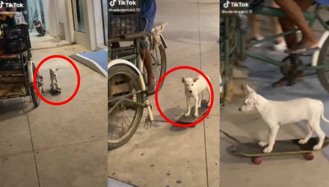 Captan a perrito manejando skate y se vuelve viral | VIDEO