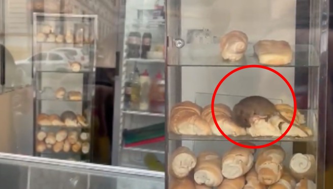 ¿Chefcito? Captan a una rata comiendo en una panadería y causa terror en los clientes | VIDEO