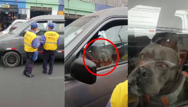 ¡Firulais, no! Perrito es intervenido por fiscalizadores por 'estacionarse' en zona prohibida | VIDEO