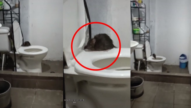 Joven encuentra enorme rata en su inodoro y su reacción hizo estallar las redes | VIDEO