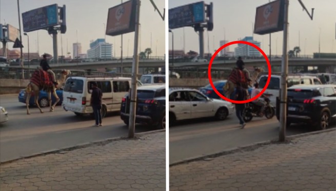 Captan a hombre usando su camello para evitar el tráfico y genera debate en redes: '¿Es en Lima?' | VIDEO