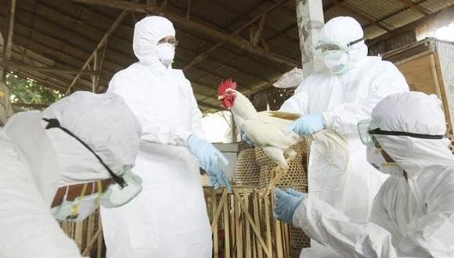 ¡Atención! Declaran alerta sanitaria en todo el país por presencia de influenza aviar | VIDEO