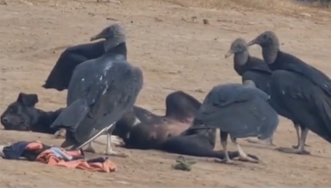 Perrito dormido fue rodeado por varios gavilanes tras pensar que estaba muerto | VIDEO