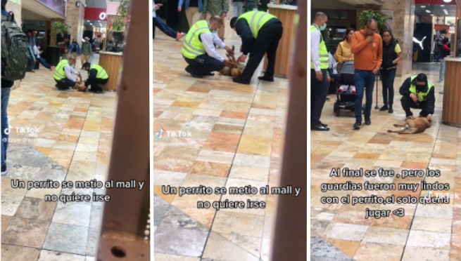 Perrito se infiltra en el Real Plaza del Centro Cívico y guardias hacen lo impensado: 'Hermoso gesto' | VIDEO
