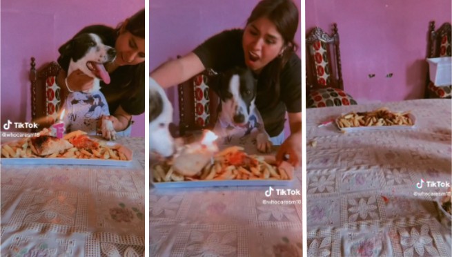 Le cantan a perrito 'feliz cumpleaños', pero su amigo le roba su pollo a la brasa | VIDEO
