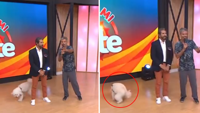 Perrito en 'Arriba mi gente' no se aguanta y arruina entrevista en vivo con una 'sorpresa' | VIDEO