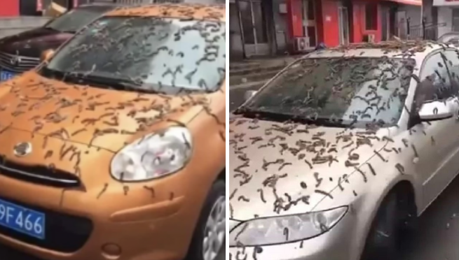 Misteriosa lluvia de gusanos causa temor en China y la razón es desconocida | VIDEO