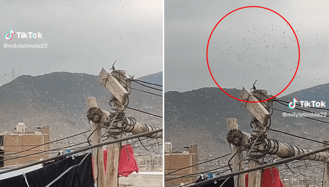 Captan aves volando en círculo en Santa Anita y vecinos pronostican lo peor | VIDEO