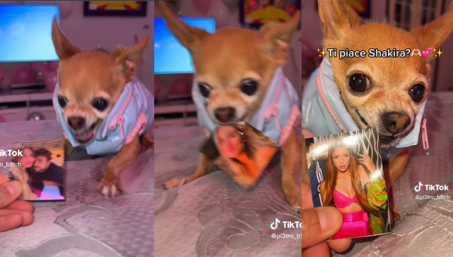 Perrito muerde foto de famosos que