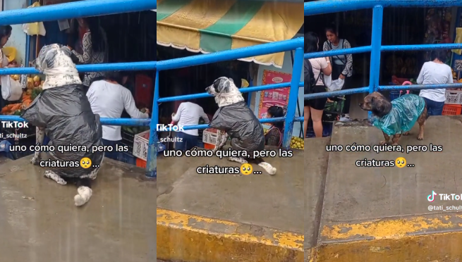 Les ponen capas de plásticos a los perritos para protegerlos de lluvias: “Lo mejor que vi hoy”