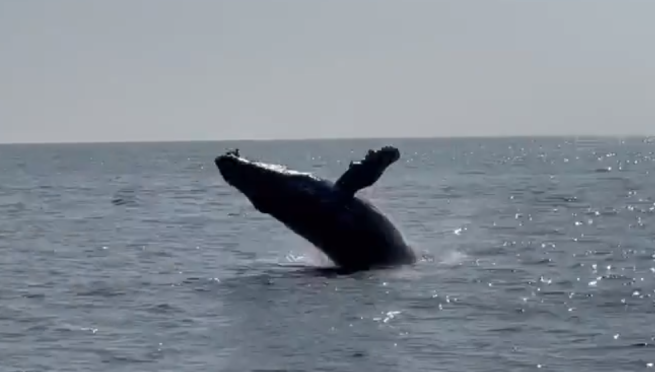 Enorme ballena es vista en La Punta y testigos quedan maravillados