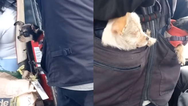 Cobrador de combi es viral por trabajar con sus perritos y enternece a miles