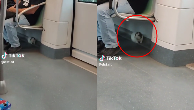 Capta a un cuy viajando en el Metro de Lima y se vuelve viral: “Solo en Perú”