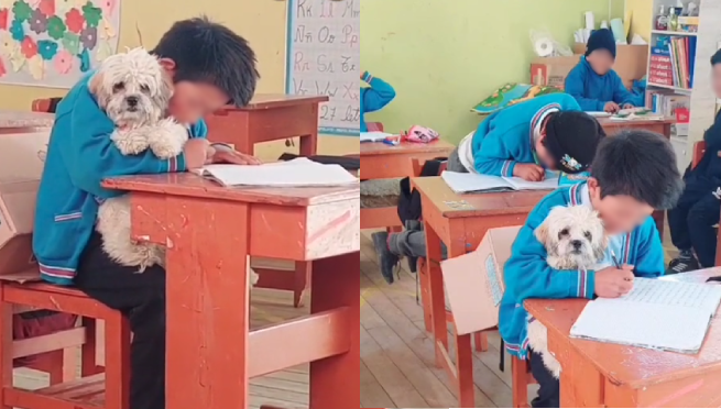 ¡Hermoso gesto! Profesora conmueve al dejar que estudiante asista a clases con su perrito